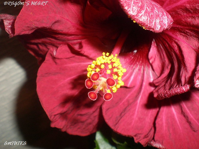 PA110349.jpg