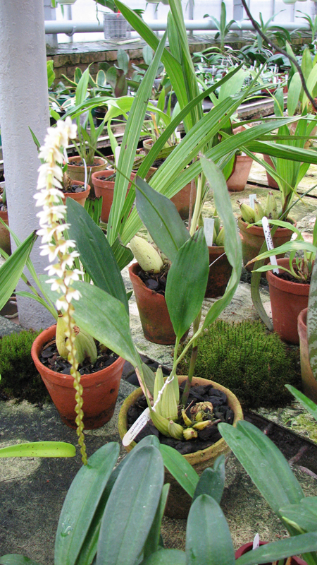 Фото орхидеи Dendrochilum cobbianum