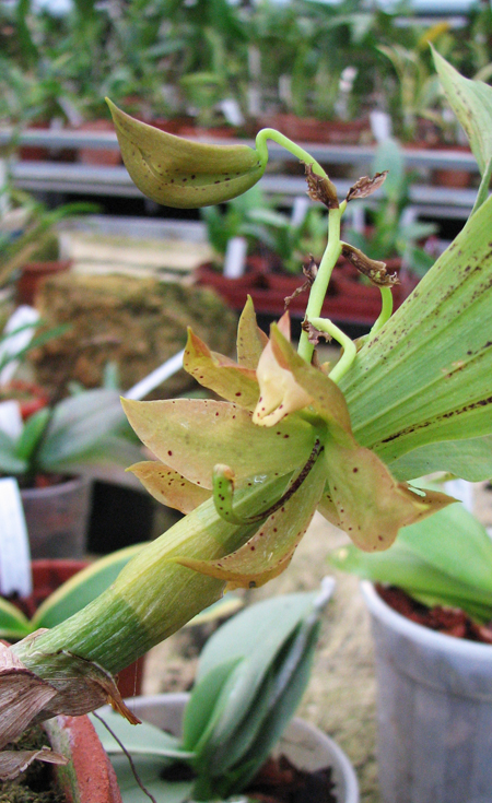 Фото цветущей орхидеи Cycnoches (hagii x barthiorum)