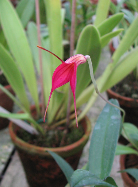Фото орхидеи Masdevallia notosibirica