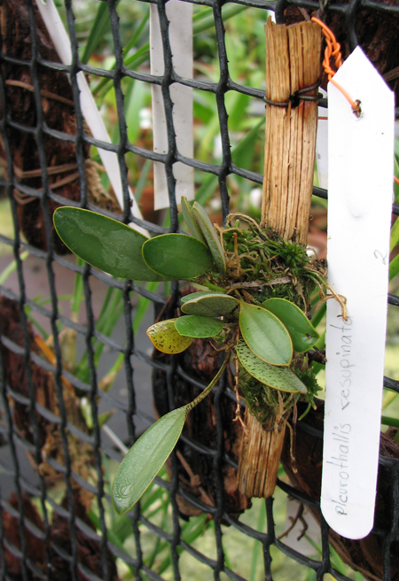 Фото орхидеи Pleurothallis resupinata
