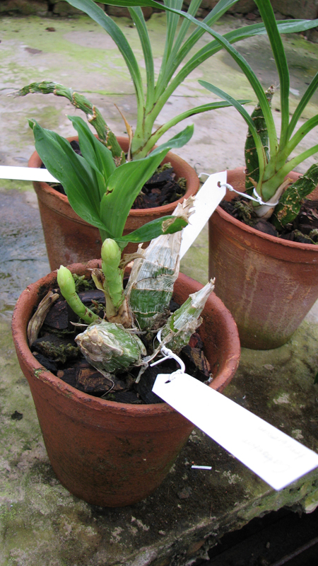 Орхидея Catasetum tenebrosum с двумя цветоносами