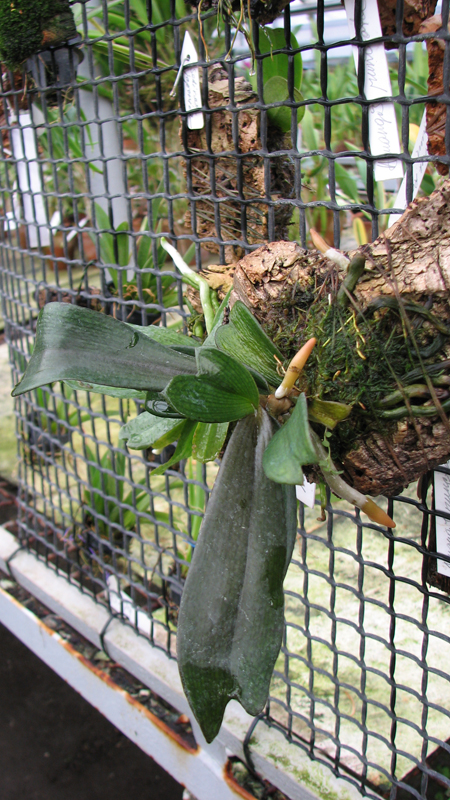 Без цветоноса экземпляр гораздо мощнее, чем цветущие.