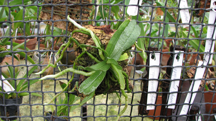 Без цветоноса экземпляр гораздо мощнее, чем цветущие.