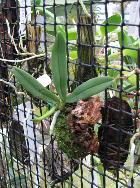 C шикарным цветоносом