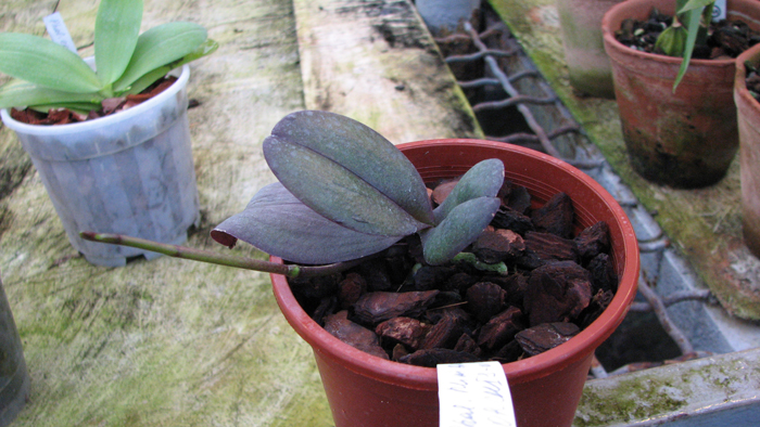 Phalaenopsis Mini Dog.jpg