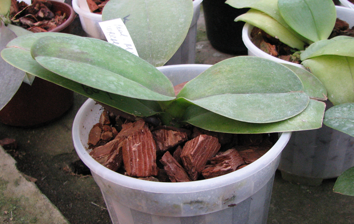 Phalaenopsis Mini Dog light.jpg