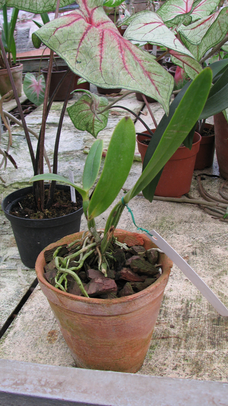 Cattleya eldorado semi alba 'Iracema' x SELF.jpg