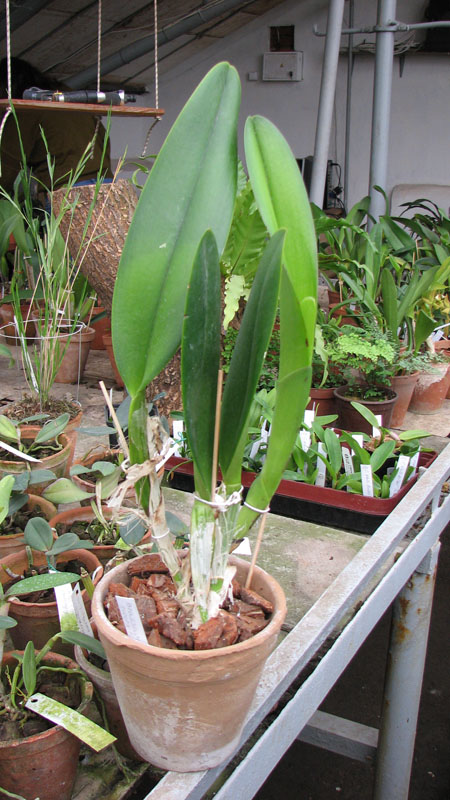 Фото орхидеи Brassolaeliocattleya George King 'Serendipity'