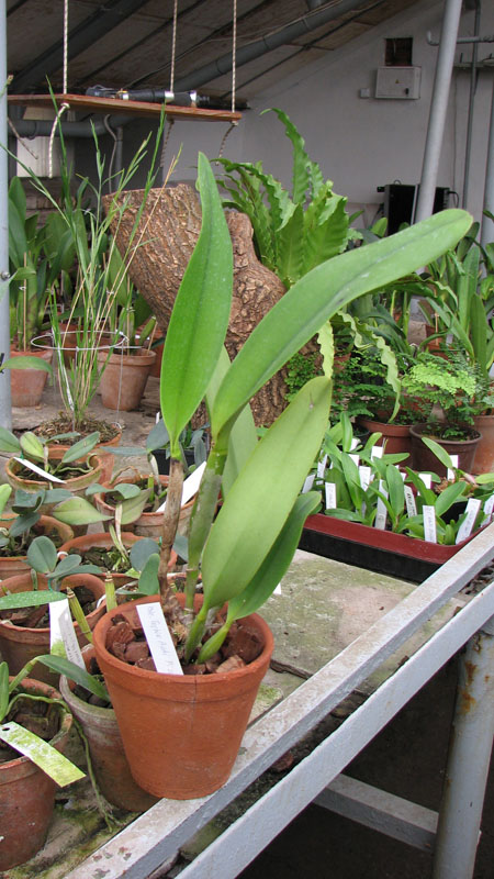 Фото орхидеи Brassolaeliocattleya Toshie Aoki 'Pizazz Subv OC'