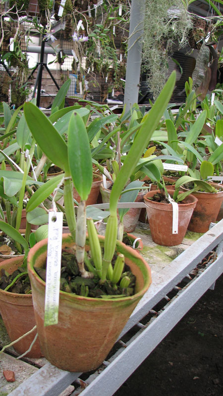 Фото орхидеи Cattleya lueddemanniana escura 'Roja' x Cattleya lueddemanniana escura 'Red'