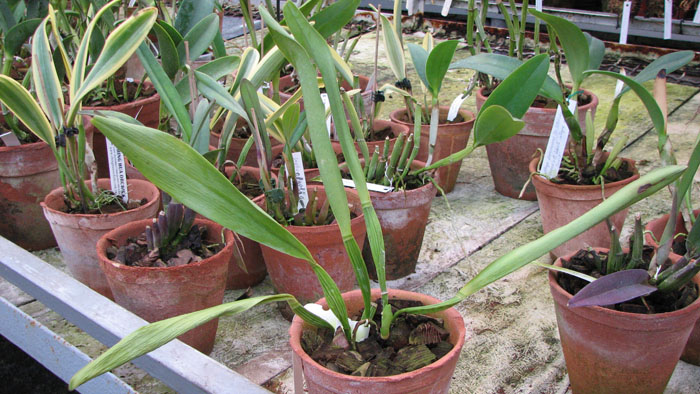 Laelia tenebrosa x Brassolaeliocattleya Toshie Aoki.jpg