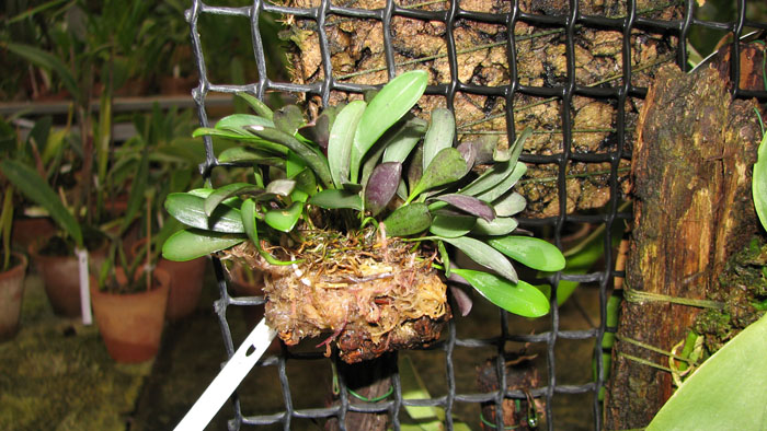 Pleurothallis grobyi.jpg