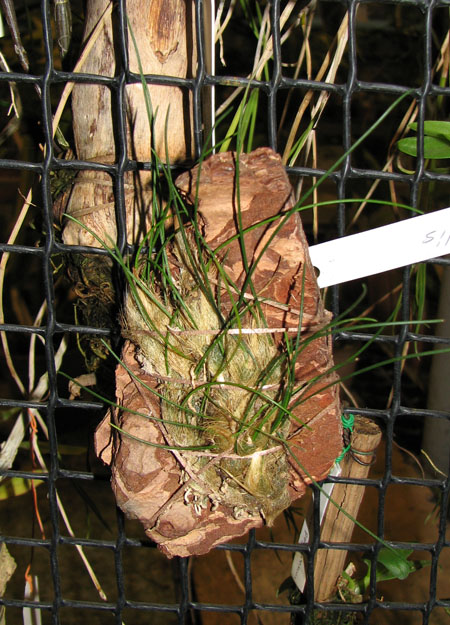 Isabelia virginalis.JPG