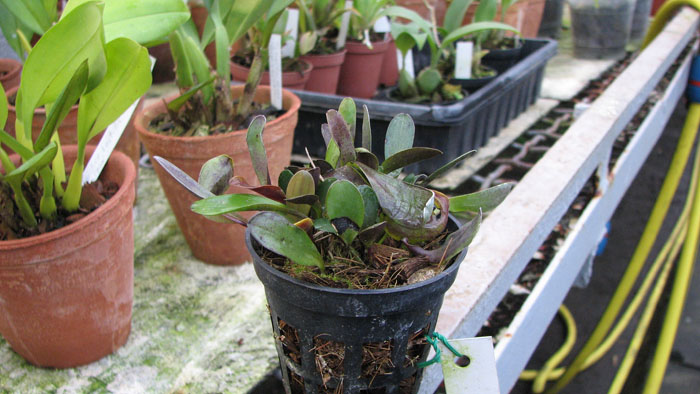 Pleurothallis grobyi.jpg