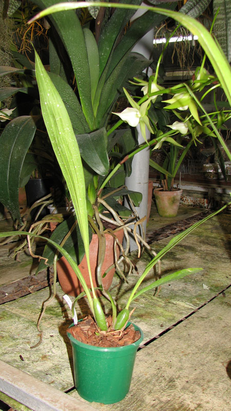 Zygopetalum 'Rhein Blue Angel'.jpg