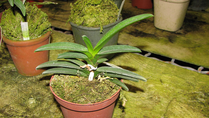 Neostillis Pinky 'Starry Night'.jpg