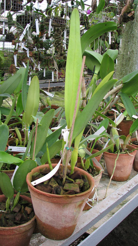 Фото орхидеи L purpurata (Estriata x Estriata)