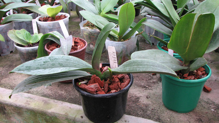 Фото орхидеи Doritaenopsis Joy Angel Voice 'Splendid'