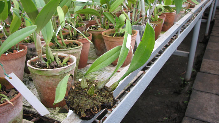 Bulbophyllum medusae.jpg
