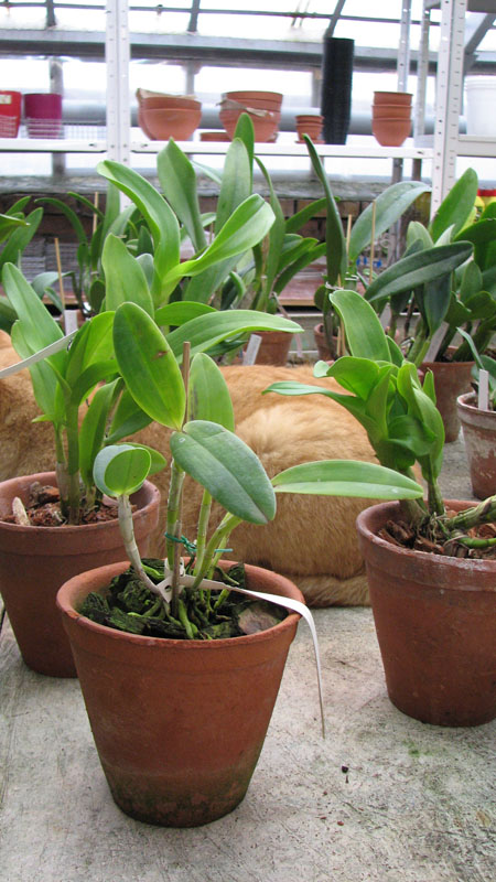 Cattleya Claesiana Coerulea.jpg