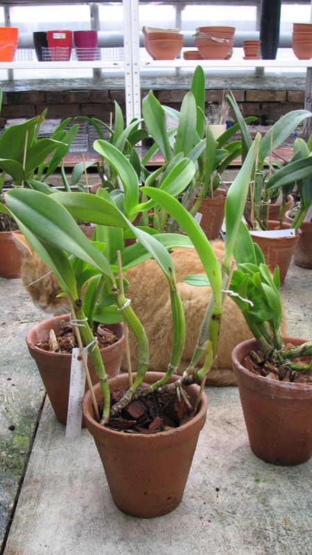 Laeliocattleya Cornelia coerulea.jpg