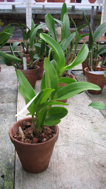 Dendrobium  Kultana Fancy.jpg