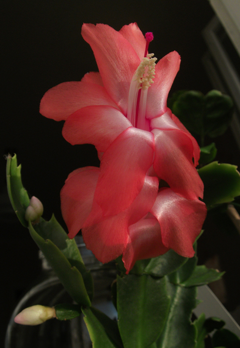 Apricot Dancer
