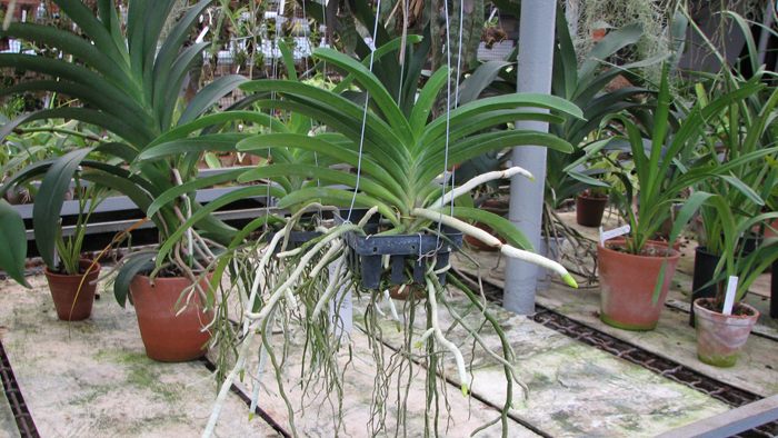 Фото орхидеи Vascostylis Five Friendship x Rhynchostylis coelestis pink