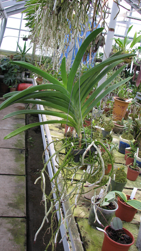 Фото орхидеи Vanda Robert Delight 'Red Spot'