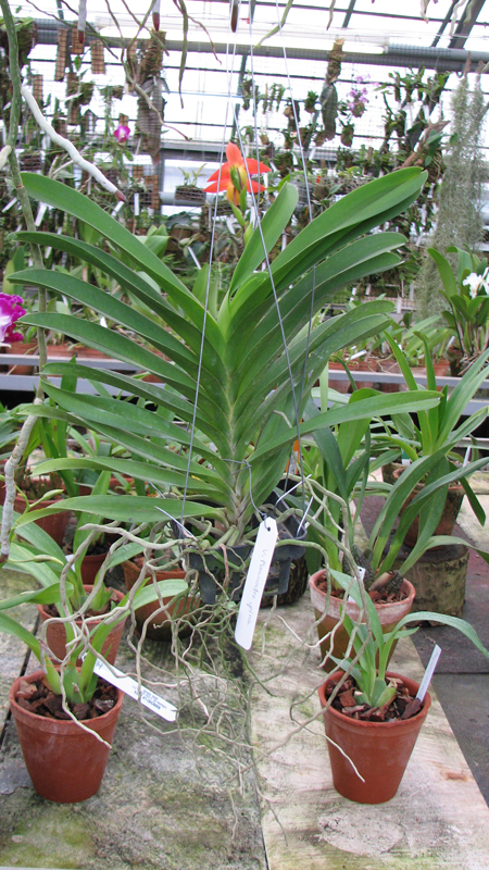 Vanda Manuvadee Pink.jpg