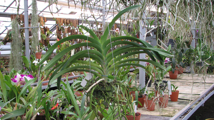 с цветоносом