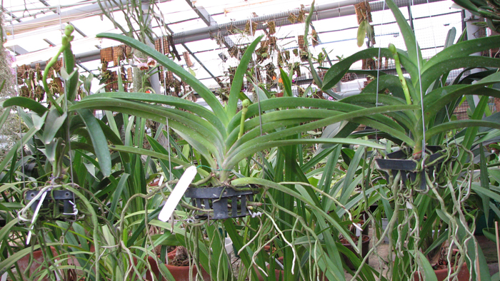 С цветоносом