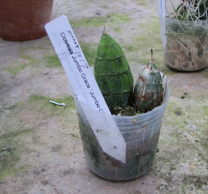 Clowesia Jumbo Grace 'Jumbo Orchids'.jpg