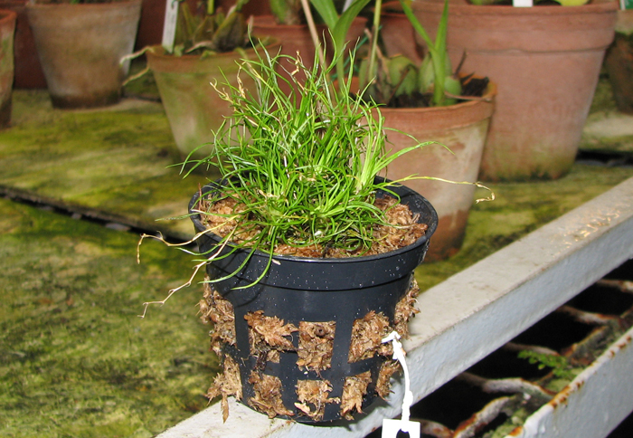 Phymatidium tillandsioides.JPG