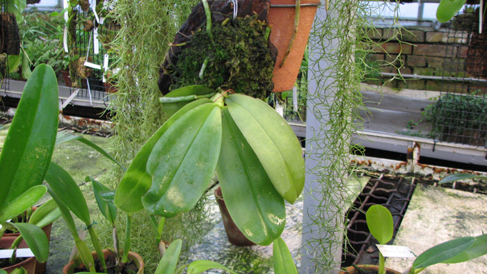 Phalaenopsis violacea 'Borneo'.jpg
