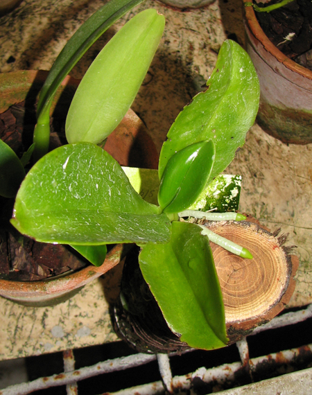 Phalaenopsis pulchrа.jpg