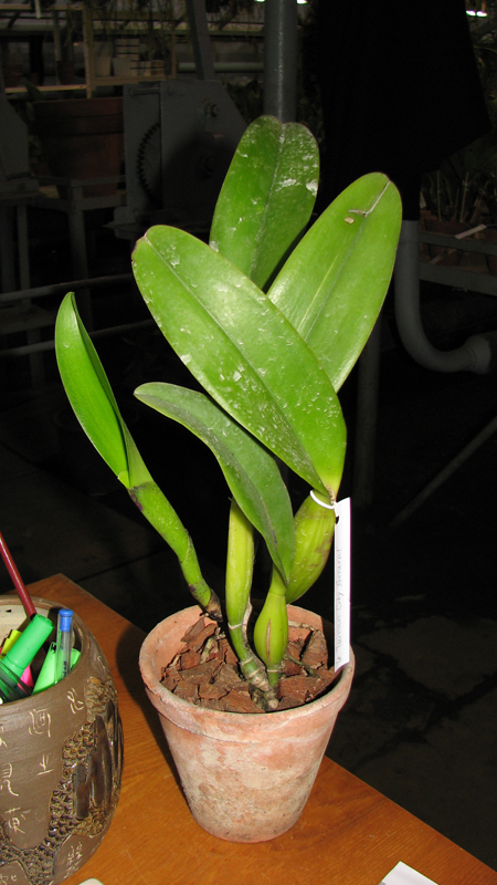 Laeliocattleya Tainan City 'General'.jpg