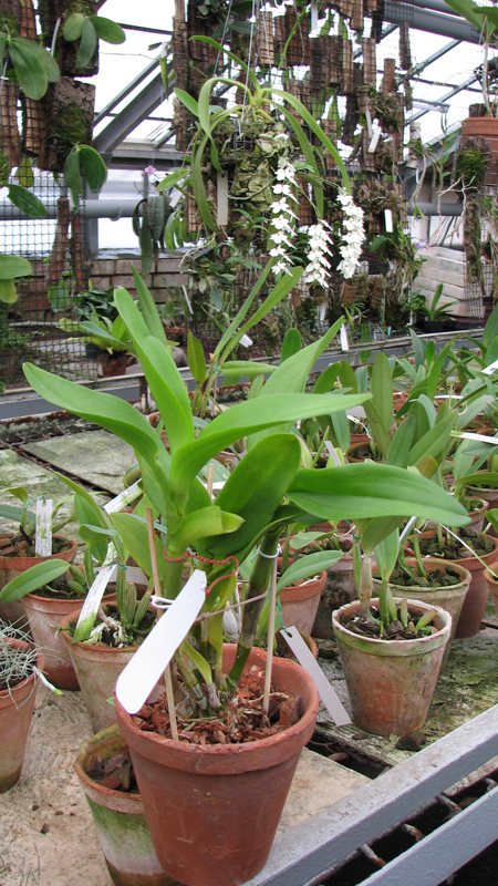 Dendrobium Kultana Fancy.jpg