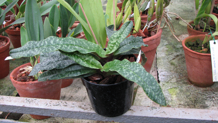 Paphiopedilum Pinocchio X vietnamense.jpg