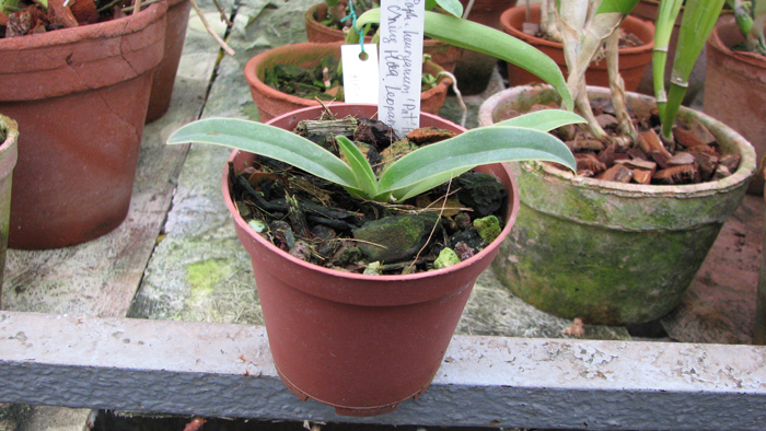 Paphiopedilum henryanum Pat (Kens) x Sib Ching Hua Leopard.jpg