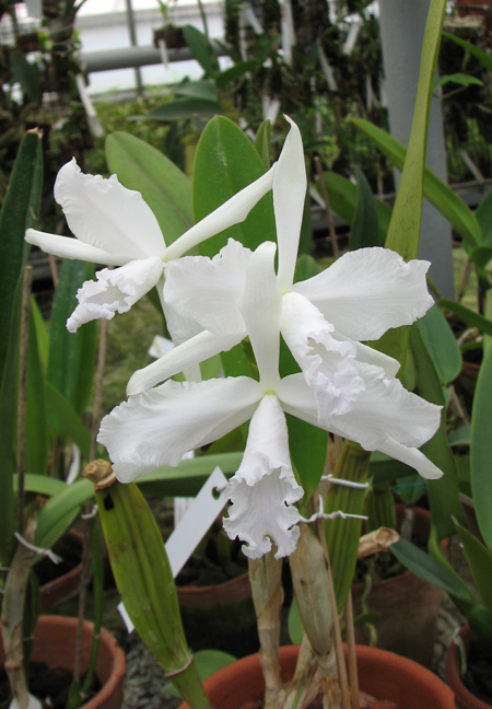 Фото орхидеи Laelia lobata var. alba plena