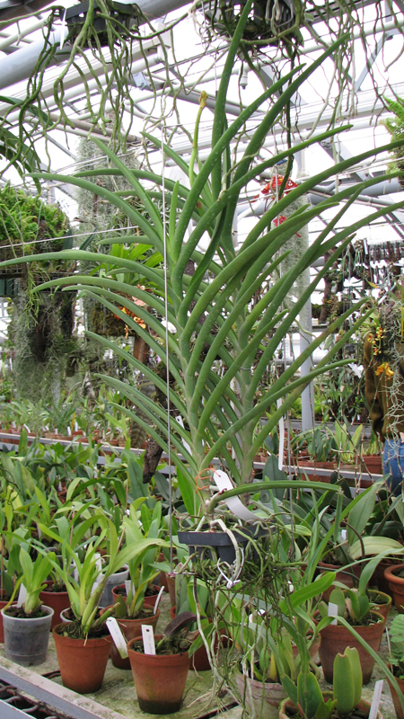 Фото орхидеи Vanda Merv L Velthuis x Vanda Charles Goodfellow