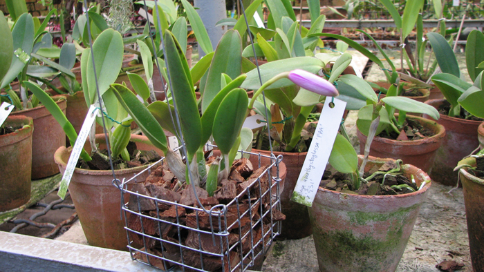 Фото орхидеи Laelia sincorana var. oculata с бутоном