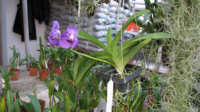 Фото орхидеи Vanda Pak Chong Blue