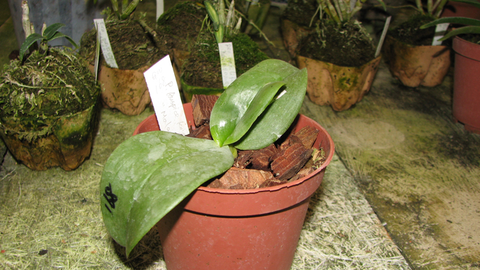 Phalaenopsis Auspice Knight Malayan.jpg