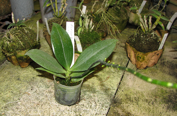 Aerangis citrata.jpg