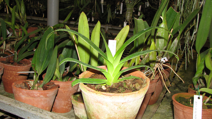 Phragmipedium Memoria Dick Clements.jpg