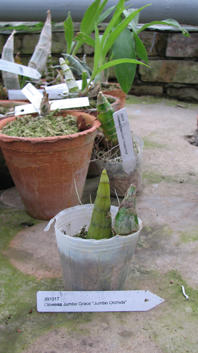 Clowesia Jumbo Grace ' Jumbo Orchids '.jpg