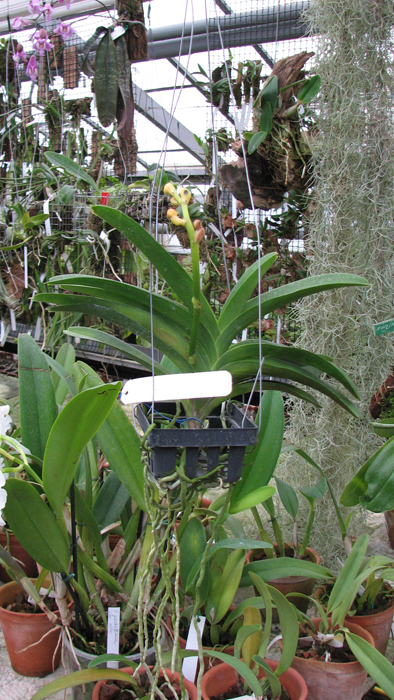 Vanda Pak Chong Blue.jpg